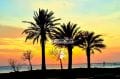 magnifique coucher de soleil sur la plage de roses et ses palmiers