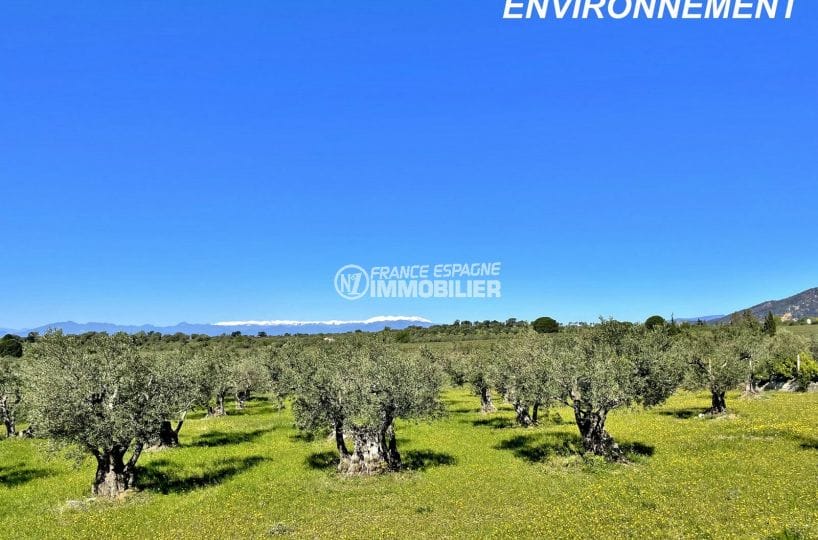 champ d'oliviers avec vue sur le mont canigo neigée