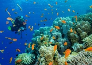Plongée sous marine en Costa Brava